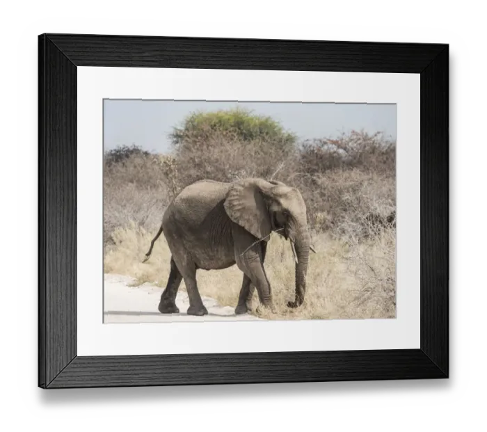 Framed Print : Young African Bush Elephant -Loxodonta africana- walking across a road, Etosha National Park, Namibia Framed Print : Young African Bush Elephant -Loxodonta africana- walking across a road, Etosha National Park, Namibia