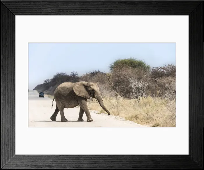Framed Print : Young African Bush Elephant -Loxodonta africana- walking across a road, Etosha National Park, Namibia Framed Print : Young African Bush Elephant -Loxodonta africana- walking across a road, Etosha National Park, Namibia