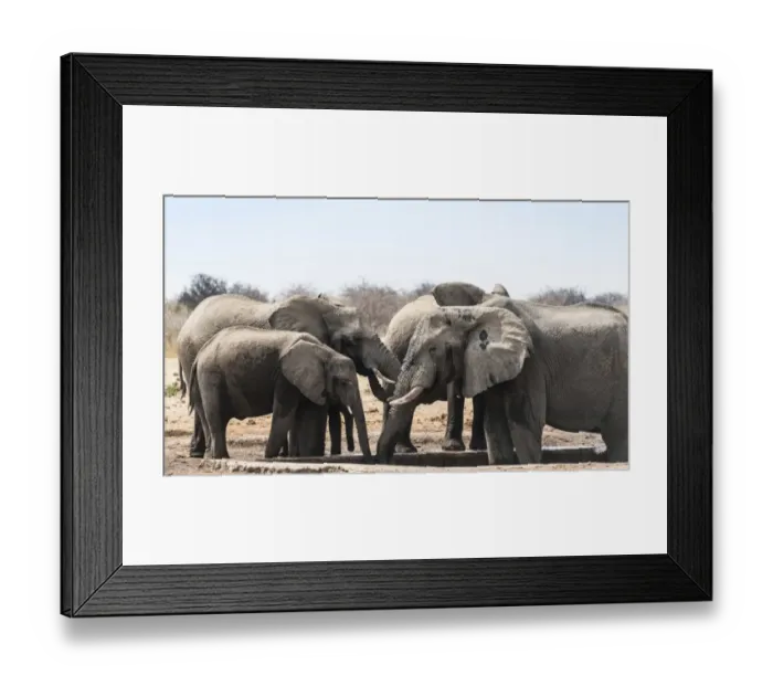 Framed Print : Herd of African Bush Elephants -Loxodonta africana- drinking at Tsumcor Waterhole, Etosha National Park, Namibia Framed Print : Herd of African Bush Elephants -Loxodonta africana- drinking at Tsumcor Waterhole, Etosha National Park, Namibia