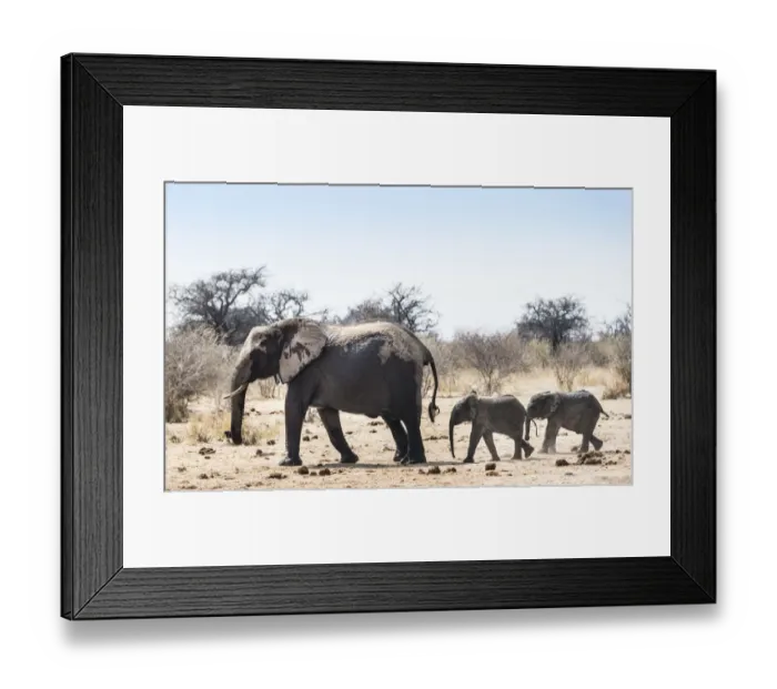 Framed Print : African Bush Elephants -Loxodonta africana-, cow with two calves, Etosha National Park, Namibia Framed Print : African Bush Elephants -Loxodonta africana-, cow with two calves, Etosha National Park, Namibia