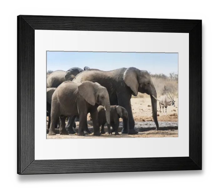 Framed Print : Herd of African Bush Elephants -Loxodonta africana- drinking at Tsumcor Waterhole, Etosha National Park, Namibia Framed Print : Herd of African Bush Elephants -Loxodonta africana- drinking at Tsumcor Waterhole, Etosha National Park, Namibia