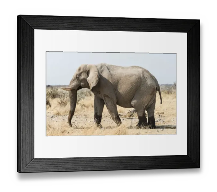 Framed Print : African Bush Elephant -Loxodonta africana- walking with wet feet on dry grassland, Etosha National Park, Namibia Framed Print : African Bush Elephant -Loxodonta africana- walking with wet feet on dry grassland, Etosha National Park, Namibia