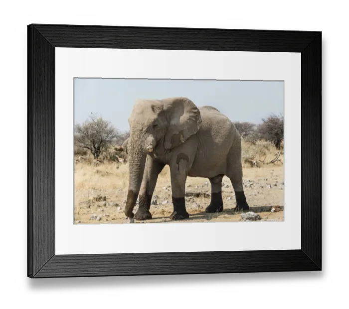 Framed Print : African Bush Elephant -Loxodonta africana- walking with wet feet on dry grassland, Etosha National Park, Namibia Framed Print : African Bush Elephant -Loxodonta africana- walking with wet feet on dry grassland, Etosha National Park, Namibia