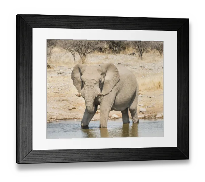 Framed Print : African Bush Elephant -Loxodonta africana- drinking at Koinachas Waterhole, Etosha National Park, Namibia Framed Print : African Bush Elephant -Loxodonta africana- drinking at Koinachas Waterhole, Etosha National Park, Namibia
