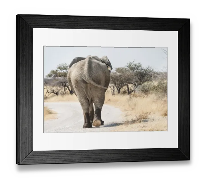 Framed Print : African Bush Elephant -Loxodonta africana-, from behind, walking with wet feet along a road, Etosha National Park, Namibia Framed Print : African Bush Elephant -Loxodonta africana-, from behind, walking with wet feet along a road, Etosha National Park, Namibia
