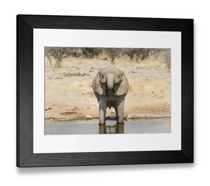Framed Print : African Bush Elephant -Loxodonta africana- drinking at Koinachas Waterhole, Etosha National Park, Namibia