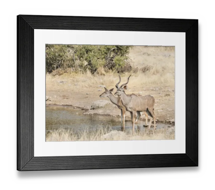 Framed Print : Greater Kudus -Tragelaphus strepsiceros-, Koinachas water hole, Etosha National Park, Namibia Framed Print : Greater Kudus -Tragelaphus strepsiceros-, Koinachas water hole, Etosha National Park, Namibia