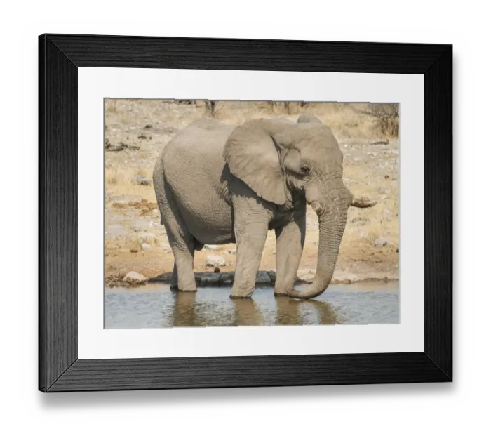 Framed Print : African Bush Elephant -Loxodonta africana- drinking at Koinachas Waterhole, Etosha National Park, Namibia Framed Print : African Bush Elephant -Loxodonta africana- drinking at Koinachas Waterhole, Etosha National Park, Namibia