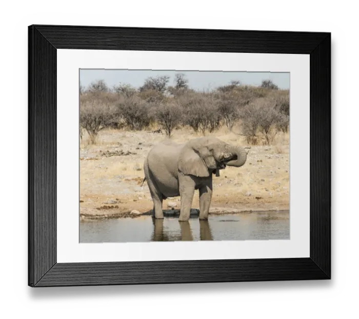 Framed Print : African Bush Elephant -Loxodonta africana- drinking at Koinachas Waterhole, Etosha National Park, Namibia Framed Print : African Bush Elephant -Loxodonta africana- drinking at Koinachas Waterhole, Etosha National Park, Namibia