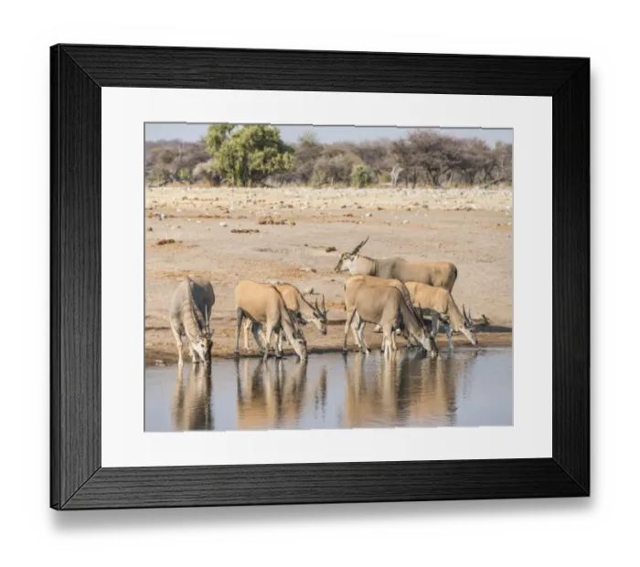 Framed Print : Herd of Elands -Taurotragus oryx- drinking, Chudop water hole, Etosha National Park, Namibia Framed Print : Herd of Elands -Taurotragus oryx- drinking, Chudop water hole, Etosha National Park, Namibia