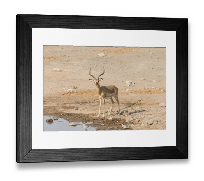 Framed Print : Black Faced Impala -Aepyceros melampus petersi-, Chudop water hole, Etosha National Park, Namibia Framed Print : Black Faced Impala -Aepyceros melampus petersi-, Chudop water hole, Etosha National Park, Namibia