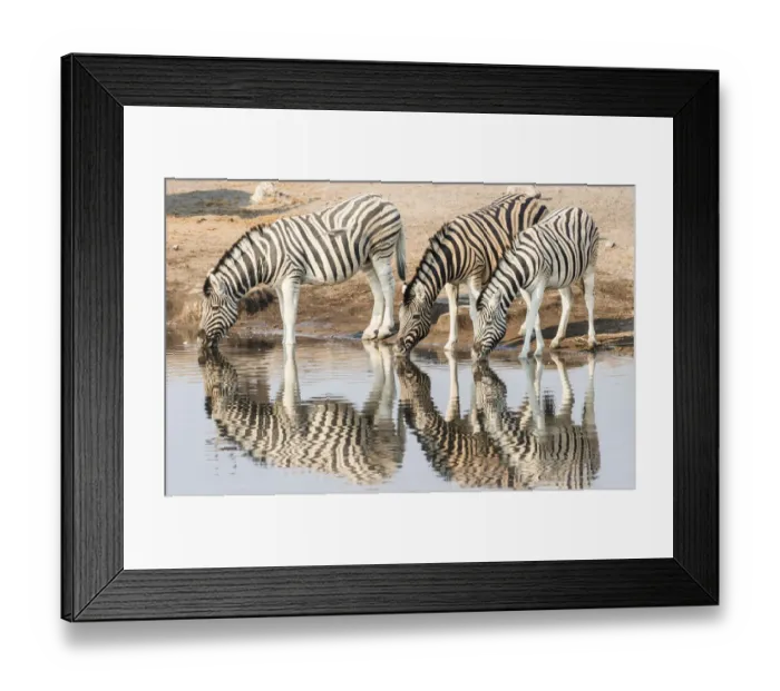 Framed Print : Three Burchells Zebras -Equus quagga burchellii- drinking at water, Chudop water hole, Etosha National Park, Namibia Framed Print : Three Burchells Zebras -Equus quagga burchellii- drinking at water, Chudop water hole, Etosha National Park, Namibia