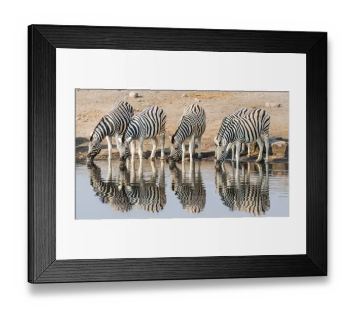 Framed Print : Herd of Burchells Zebras -Equus quagga burchellii- drinking at water, Chudop water hole, Etosha National Park, Namibia