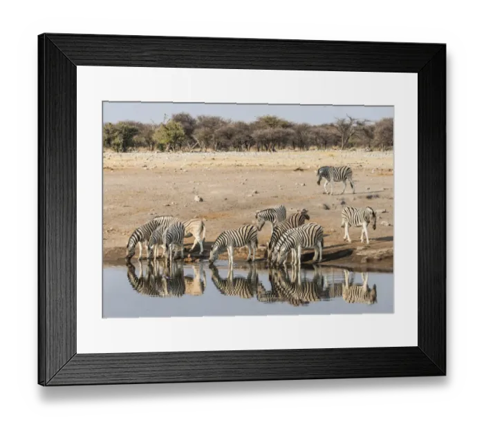 Framed Print : Herd of Burchells Zebras -Equus quagga burchellii- drinking at water, Chudop water hole, Etosha National Park, Namibia Framed Print : Herd of Burchells Zebras -Equus quagga burchellii- drinking at water, Chudop water hole, Etosha National Park, Namibia