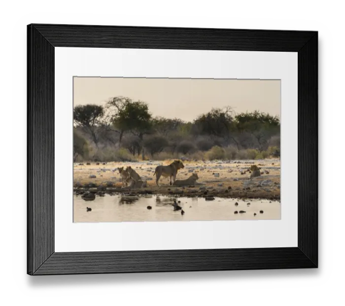 Framed Print : Pride of lions -Panthera leo- drinking at the Klein Namutoni waterhole, Etosha National Park, Namibia Framed Print : Pride of lions -Panthera leo- drinking at the Klein Namutoni waterhole, Etosha National Park, Namibia