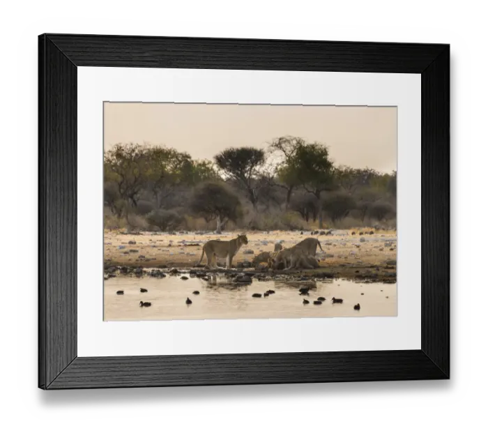 Framed Print : Pride of lions -Panthera leo- drinking at the Klein Namutoni waterhole, Etosha National Park, Namibia Framed Print : Pride of lions -Panthera leo- drinking at the Klein Namutoni waterhole, Etosha National Park, Namibia