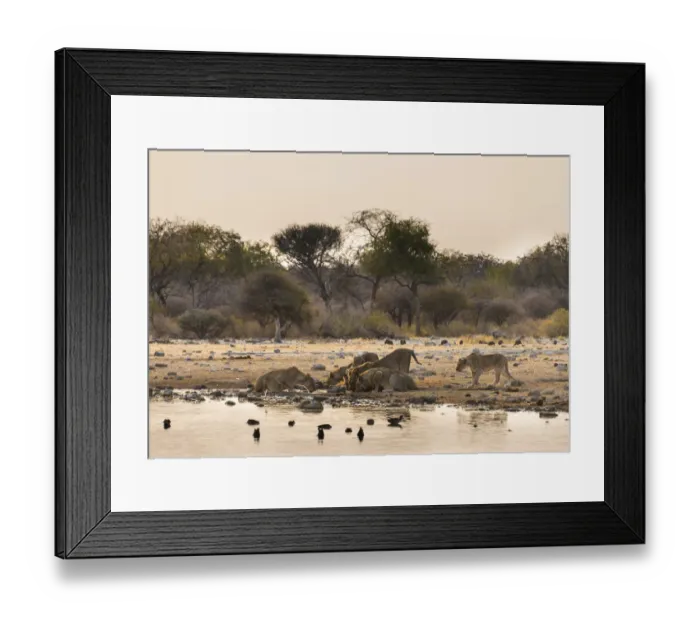 Framed Print : Pride of lions -Panthera leo- drinking at the Klein Namutoni waterhole, Etosha National Park, Namibia Framed Print : Pride of lions -Panthera leo- drinking at the Klein Namutoni waterhole, Etosha National Park, Namibia
