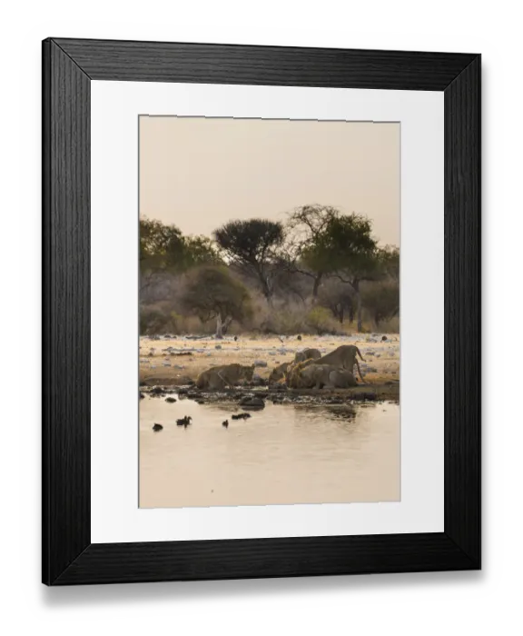 Framed Print : Pride of lions -Panthera leo- drinking at the Klein Namutoni waterhole, Etosha National Park, Namibia Framed Print : Pride of lions -Panthera leo- drinking at the Klein Namutoni waterhole, Etosha National Park, Namibia