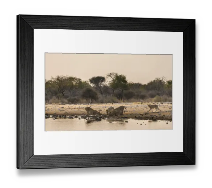 Framed Print : Pride of lions -Panthera leo- drinking at the Klein Namutoni waterhole, Etosha National Park, Namibia Framed Print : Pride of lions -Panthera leo- drinking at the Klein Namutoni waterhole, Etosha National Park, Namibia