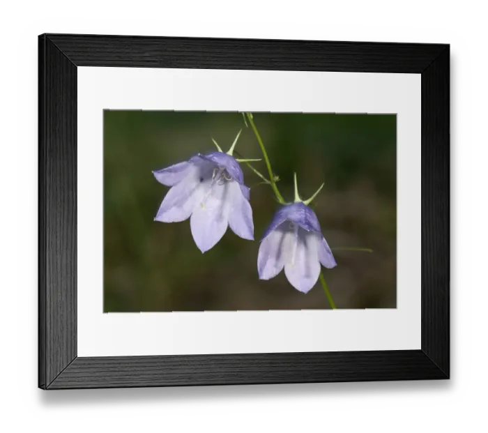 Framed Print : Harebell -Campanula rotundifolia-, blossoms, Untergroeningen, Baden-Wuerttemberg, Germany, Europe Framed Print : Harebell -Campanula rotundifolia-, blossoms, Untergroeningen, Baden-Wuerttemberg, Germany, Europe