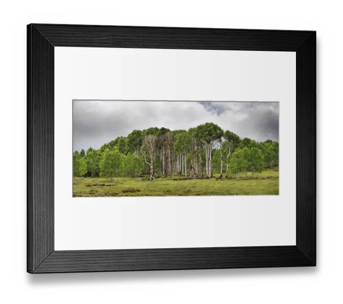 Framed Print : Green forest of Common Aspen or Quaking Aspen -Populus tremula-, in the fertile plateau of Boulder Mountain, Boulder Town, Utah, United States Framed Print : Green forest of Common Aspen or Quaking Aspen -Populus tremula-, in the fertile plateau of Boulder Mountain, Boulder Town, Utah, United States