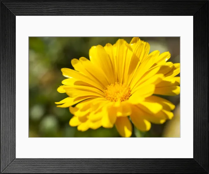 Framed Print : Pot Marigold -Calendula officinalis-, yellow flower, Saxony, Germany Framed Print : Pot Marigold -Calendula officinalis-, yellow flower, Saxony, Germany