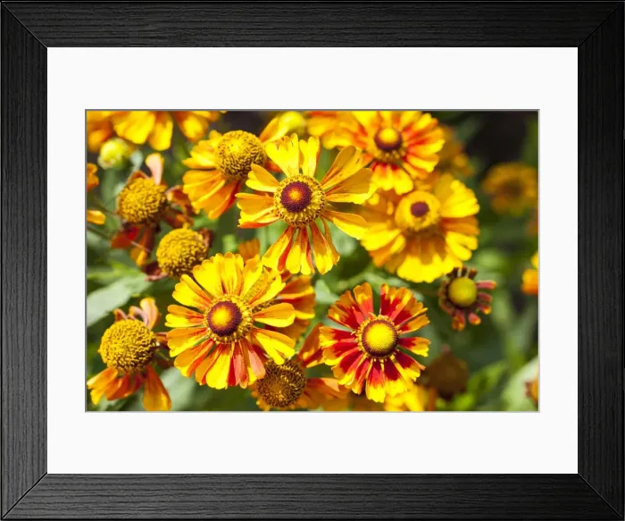 Framed Print : Sneezeweed -Helenium-, flowers, yellow and orange, Germany Framed Print : Sneezeweed -Helenium-, flowers, yellow and orange, Germany