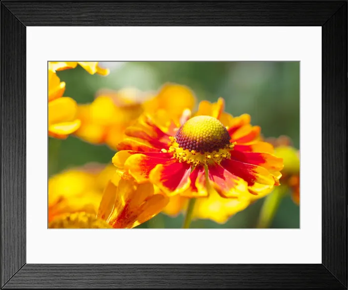 Framed Print : Sneezeweed -Helenium-, flowers, yellow and orange, Saxony, Germany Framed Print : Sneezeweed -Helenium-, flowers, yellow and orange, Saxony, Germany