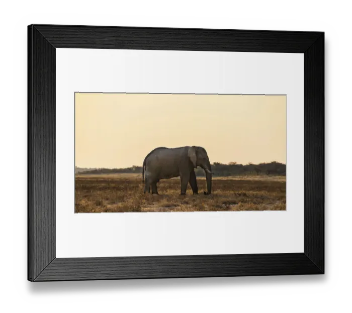 Framed Print : African Elephant -Loxodonta africana- walking through the dry grasslands, Etosha National Park, Namibia Framed Print : African Elephant -Loxodonta africana- walking through the dry grasslands, Etosha National Park, Namibia