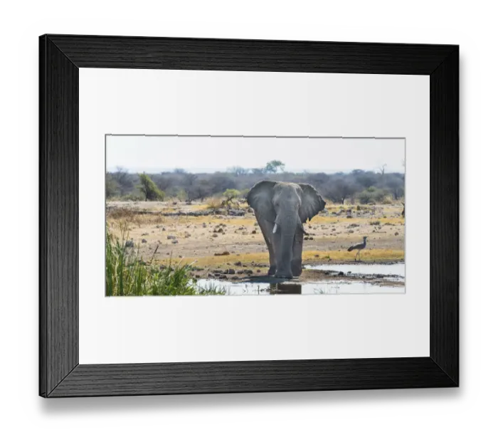 Framed Print : African Elephant -Loxodonta africana- standing at the water, Etosha National Park, water point Koinachas, Namibia Framed Print : African Elephant -Loxodonta africana- standing at the water, Etosha National Park, water point Koinachas, Namibia
