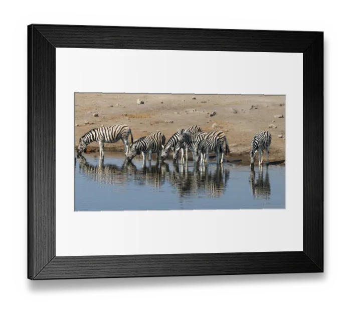 Framed Print : Burchells Zebras -Equus burchellii- drinking, Chudop water hole, Etosha National Park, Namibia Framed Print : Burchells Zebras -Equus burchellii- drinking, Chudop water hole, Etosha National Park, Namibia