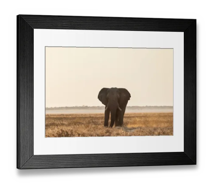 Framed Print : Elephant walking over the dry grasslands, African Elephant -Loxodonta africana-, Etosha National Park, Namibia Framed Print : Elephant walking over the dry grasslands, African Elephant -Loxodonta africana-, Etosha National Park, Namibia