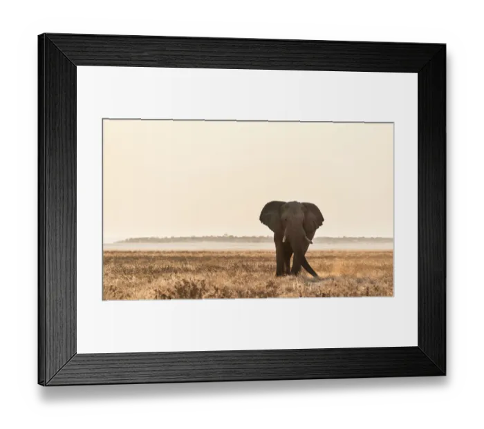 Framed Print : Elephant walking over the dry grasslands, African Elephant -Loxodonta africana-, Etosha National Park, Namibia