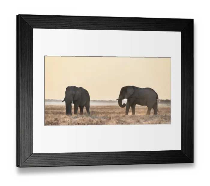 Framed Print : Two elephants in the evening light on dry grassland, African Elephant -Loxodonta africana-, Etosha National Park, Namibia Framed Print : Two elephants in the evening light on dry grassland, African Elephant -Loxodonta africana-, Etosha National Park, Namibia