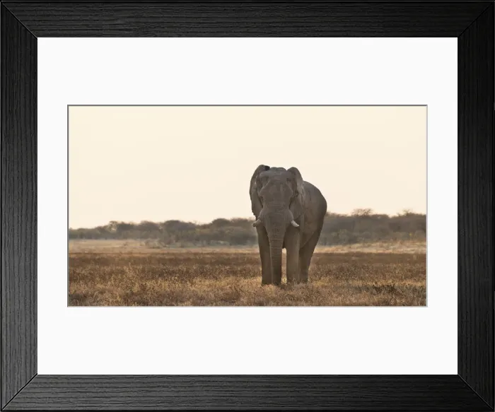 Framed Print : Elephant walking in dry grasslands, African Elephant -Loxodonta africana-, Etosha National Park, Namibia