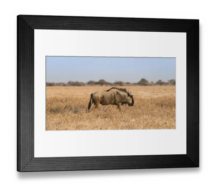 Framed Print : Blue Wildebeest -Connochaetes taurinus- in the dry grasslands, Etosha National Park, Namibia Framed Print : Blue Wildebeest -Connochaetes taurinus- in the dry grasslands, Etosha National Park, Namibia