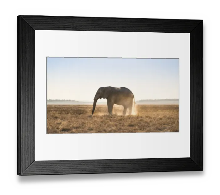 Framed Print : Elephant in the evening light on dry grassland, African Elephant -Loxodonta africana-, Etosha National Park, Namibia Framed Print : Elephant in the evening light on dry grassland, African Elephant -Loxodonta africana-, Etosha National Park, Namibia