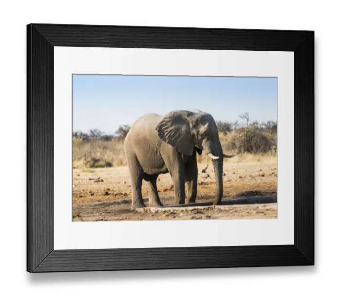 Framed Print : African Elephant -Loxodonta africana- drinking at water hole, Etosha National Park, Tsumcor waterhole, Namibia Framed Print : African Elephant -Loxodonta africana- drinking at water hole, Etosha National Park, Tsumcor waterhole, Namibia