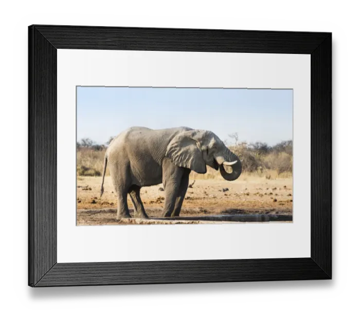 Framed Print : African Elephant -Loxodonta africana- drinking at water hole, Etosha National Park, Tsumcor waterhole, Namibia