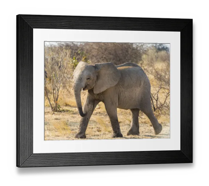 Framed Print : Young African Elephant -Loxodonta africana-, Etosha National Park, Namibia Framed Print : Young African Elephant -Loxodonta africana-, Etosha National Park, Namibia
