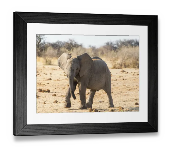 Framed Print : Young African Elephant -Loxodonta africana-, Etosha National Park, Namibia Framed Print : Young African Elephant -Loxodonta africana-, Etosha National Park, Namibia