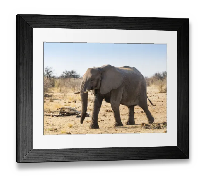 Framed Print : Bull, African Elephant -Loxodonta africana-, Etosha National Park, Namibia Framed Print : Bull, African Elephant -Loxodonta africana-, Etosha National Park, Namibia