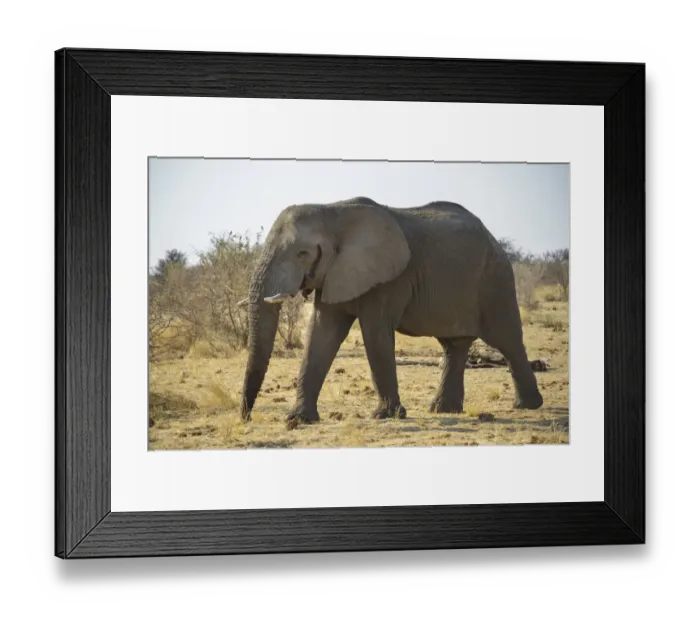 Framed Print : Bull, African Elephant -Loxodonta africana-, Etosha National Park, Namibia Framed Print : Bull, African Elephant -Loxodonta africana-, Etosha National Park, Namibia