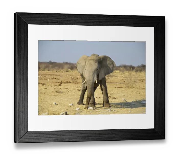 Framed Print : Bull, African Elephant -Loxodonta africana-, Etosha National Park, Namibia