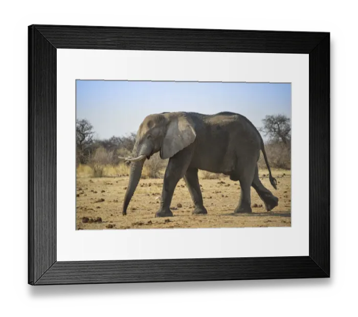 Framed Print : Walking African Elephant -Loxodonta africana-, Etosha National Park, Namibia Framed Print : Walking African Elephant -Loxodonta africana-, Etosha National Park, Namibia
