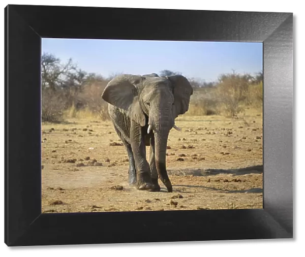 Elephant walking on dusty ground, African Elephant -Loxodonta africana-, Etosha National Park, Namibia