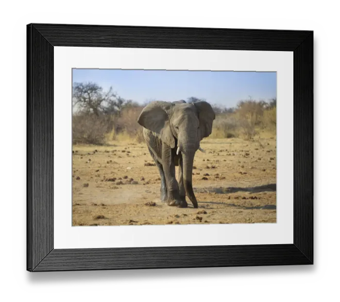 Framed Print : Elephant walking on dusty ground, African Elephant -Loxodonta africana-, Etosha National Park, Namibia Framed Print : Elephant walking on dusty ground, African Elephant -Loxodonta africana-, Etosha National Park, Namibia