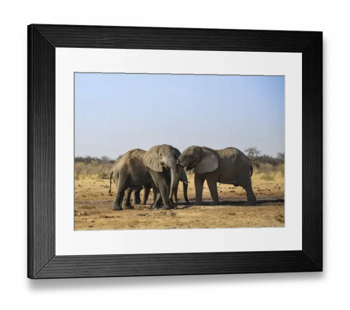 Framed Print : Two elephants playfully fighting, African Elephant -Loxodonta africana-, Etosha National Park, Tsumcor waterhole, Namibia Framed Print : Two elephants playfully fighting, African Elephant -Loxodonta africana-, Etosha National Park, Tsumcor waterhole, Namibia