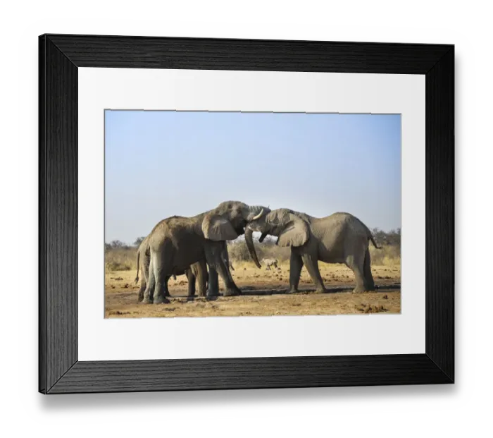Framed Print : Two elephants playfully fighting, African Elephant -Loxodonta africana-, Etosha National Park, Tsumcor waterhole, Namibia Framed Print : Two elephants playfully fighting, African Elephant -Loxodonta africana-, Etosha National Park, Tsumcor waterhole, Namibia