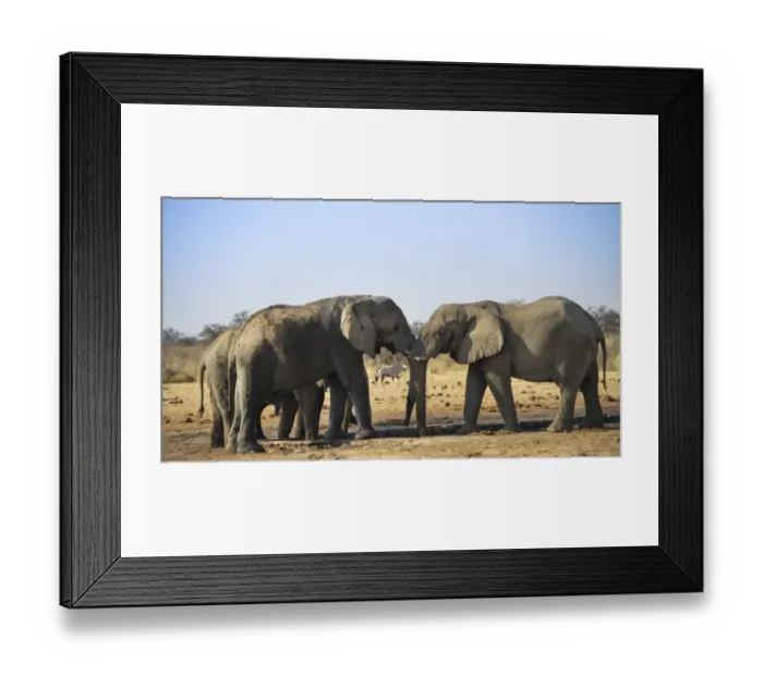 Framed Print : Two elephants playfully fighting, African Elephant -Loxodonta africana-, Etosha National Park, Tsumcor waterhole, Namibia Framed Print : Two elephants playfully fighting, African Elephant -Loxodonta africana-, Etosha National Park, Tsumcor waterhole, Namibia